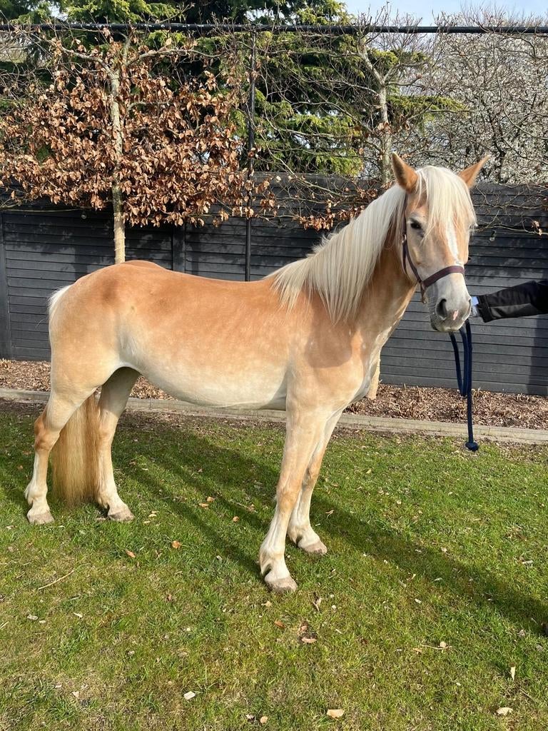 Haflinger merrie: Roza van Jonkershof (2017), Merrie, Minder dan 160 cm, Met stamboom, Zadelmak