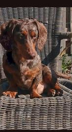 Dekreu dwergteckel Pablo ️niet tekoop❤️, Reu, Korthaar, Dwerg, Eén hond