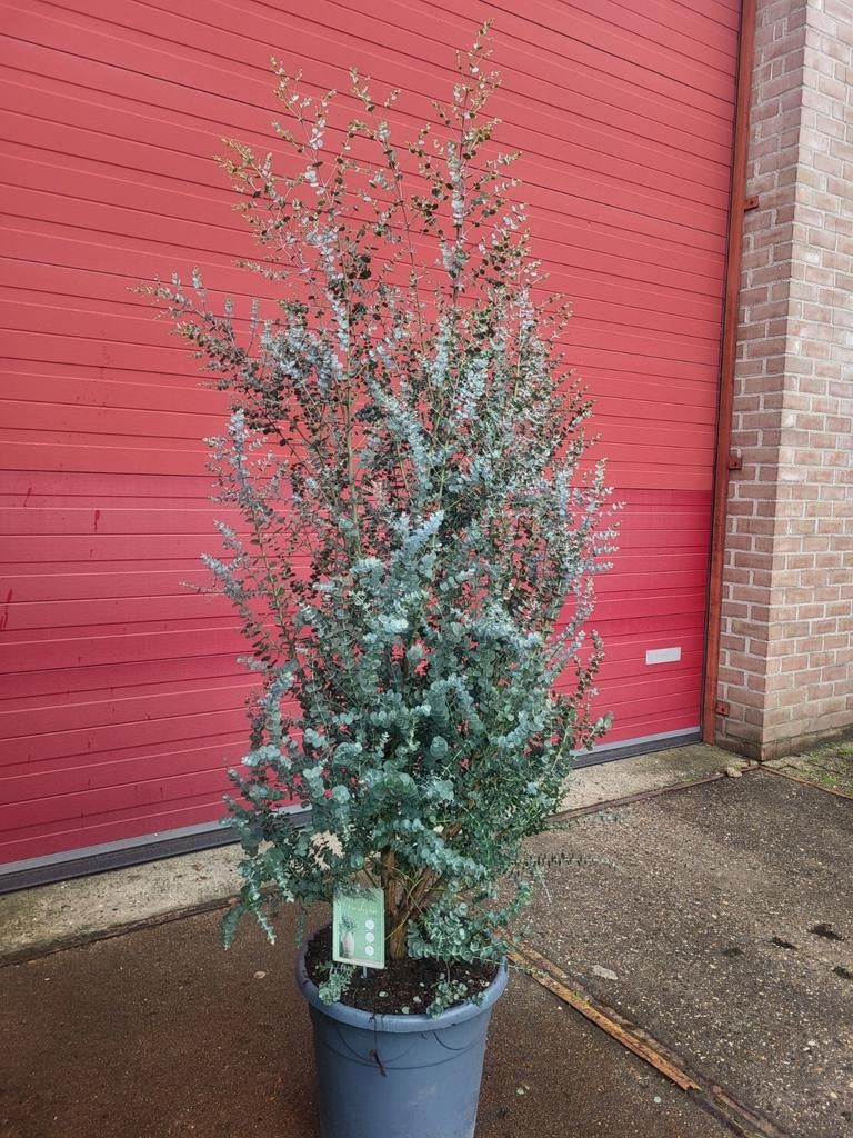 Mooie grote eucalyptus struiken, Ophalen of Verzenden