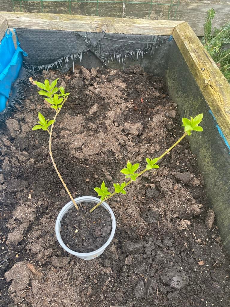 Forsythia - Vroege bloeier voor uw tuin, Tuin en Terras, Volle zon, Vaste plant, Lente, Ophalen