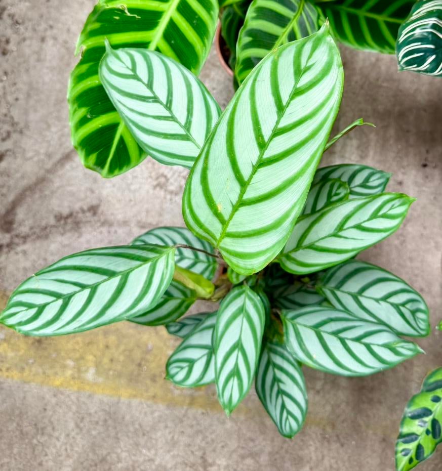 Calathea Mix P12 prijs per plant, Huis en Inrichting, Kamerplanten, Overige soorten, In pot, Minder dan 100 cm, Groene kamerplant