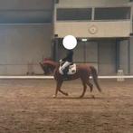 Lieve 9 jarige sportpony, Gechipt, Ruin, Dressuurpony, 7 tot 10 jaar