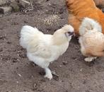 Usa zijdehoen haantje, Dieren en Toebehoren, Pluimvee, Mannelijk, Kip