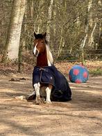 Plek voor kleine pony ruin, Wenum Wiesel, Dieren en Toebehoren, 1 paard of pony