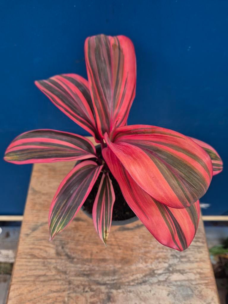 Cordilyne Strawberry Shake p12