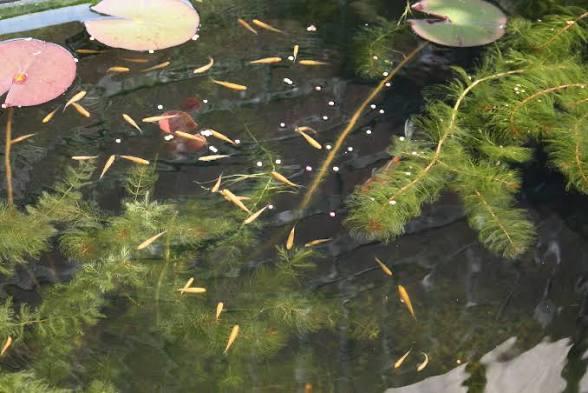 Gezocht (Goud) Elritsen voor in de vijver