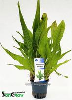 Microsorum pteropus Javavaren, Ophalen of Verzenden, Nieuw, Plant(en), Steen of Hout