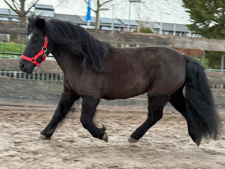 Mooie grote maat shetlander 1e premie kroonmerrie, Dieren en Toebehoren, Pony's, Merrie, A pony (tot 1.17m), 7 tot 10 jaar, Met stamboom