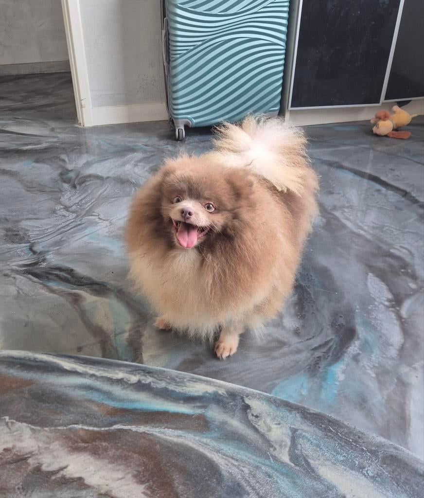 Super lief teefje lilac-wit beschikbaar., 6 jaar of ouder, Parvo, Keeshond, Teef