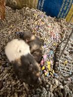Jonge Goudhamsters, Dieren en Toebehoren, Knaagdieren, Januari, Meerdere dieren, Hamster