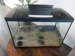 3 muskus schildpadden inclusief aquarium en alle accessoires, Schildpad