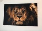 Canvas schilderij leeuw groot 100x150, Ophalen, Zo goed als nieuw, Schilderij, 75 cm of meer
