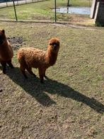 Alpaca merrie augustus 2025, Dieren en Toebehoren, Overige Dieren, Augustus, Vrouwelijk