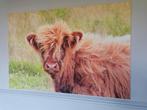 Canvas schilderij 90x60 Schotse Hooglanders kalfje, Ophalen, Zo goed als nieuw, Schilderij, 75 cm of meer