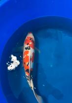 Doitsu Sanke Nisai 50cm, Dieren en Toebehoren, Karper of Koi