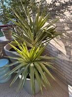 Prachtige grote yucca, winterhard, Tuin en Terras, Overige soorten, 100 tot 250 cm, Zomer, Ophalen