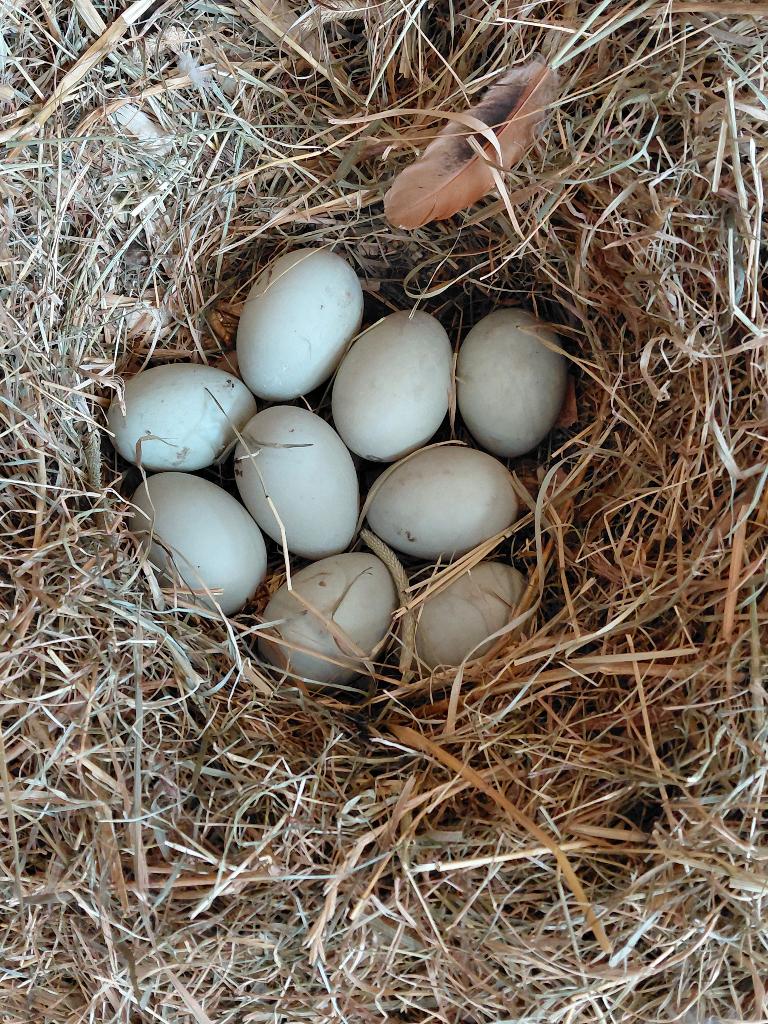 broedeieren loopeend, Dieren en Toebehoren, Pluimvee, Geslacht onbekend, Eend