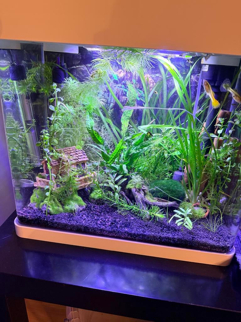 Aquarium, Ophalen of Verzenden, Superfish, Inclusief vissen, Gevuld zoetwateraquarium
