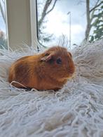 super schattig cavia  beertje te koop, Februari, Mannelijk, Cavia