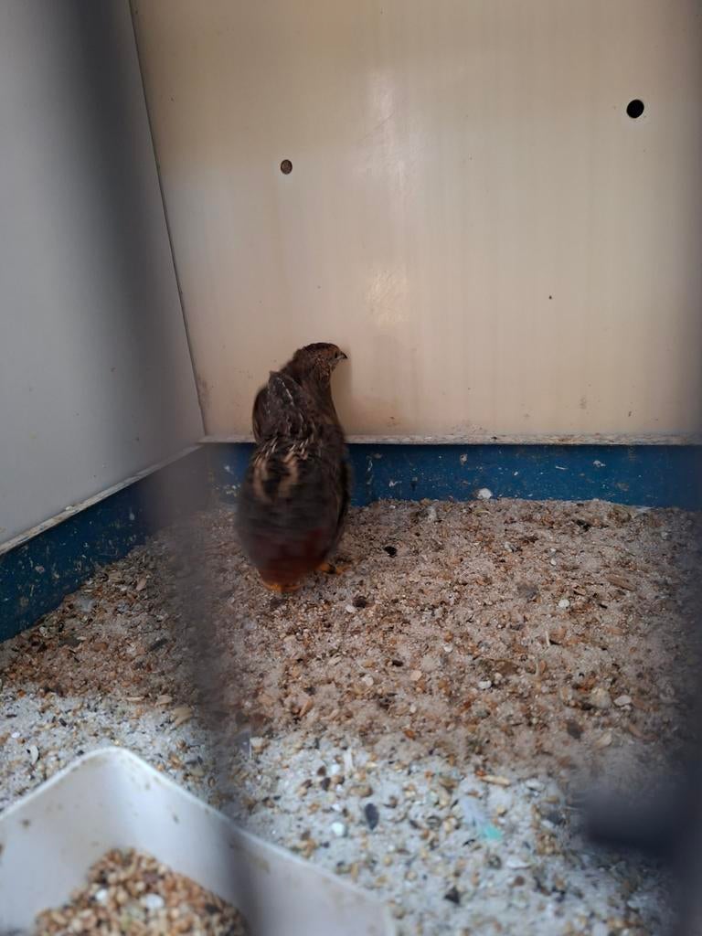 Koppel chinese kwartels, Meerdere dieren