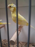 Koppels kuif kanaries, Dieren en Toebehoren, Vogels | Kanaries, Meerdere dieren, Kleurkanarie