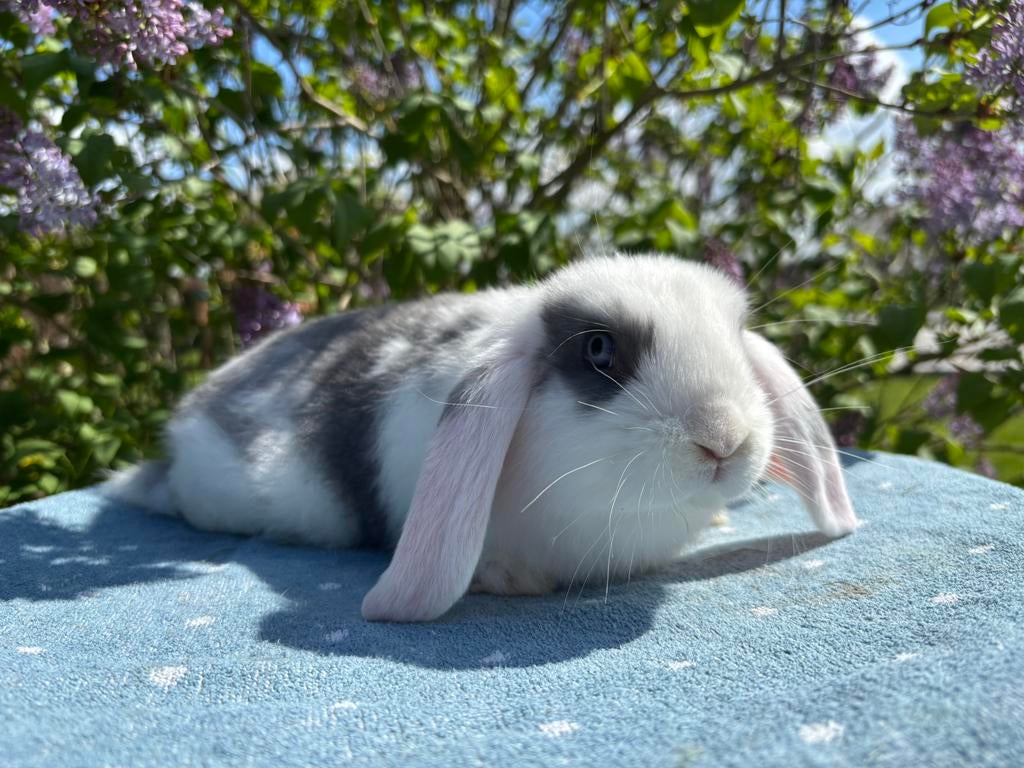 Prachtig Nestje Franse Hangoor Baby's, Dieren en Toebehoren, Konijnen, Meerdere dieren, Groot, Hangoor, 0 tot 2 jaar