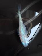 Medaka / Japanse rijstvis - Pink Moonstone, Dieren en Toebehoren, Vissen | Vijvervissen, Overige soorten