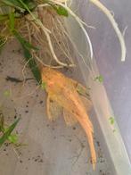 Albino pleco ongeveer 14 cm t.e.a.b., Dieren en Toebehoren, Vis