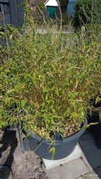 Grote bamboe plant in pot, Tuin en Terras, Ophalen, Bloeit niet, Overige soorten, Halfschaduw