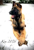 Fantastische Mechelse herder pup teef !, Parvo, 15 weken tot 1 jaar, Teef, Eén hond