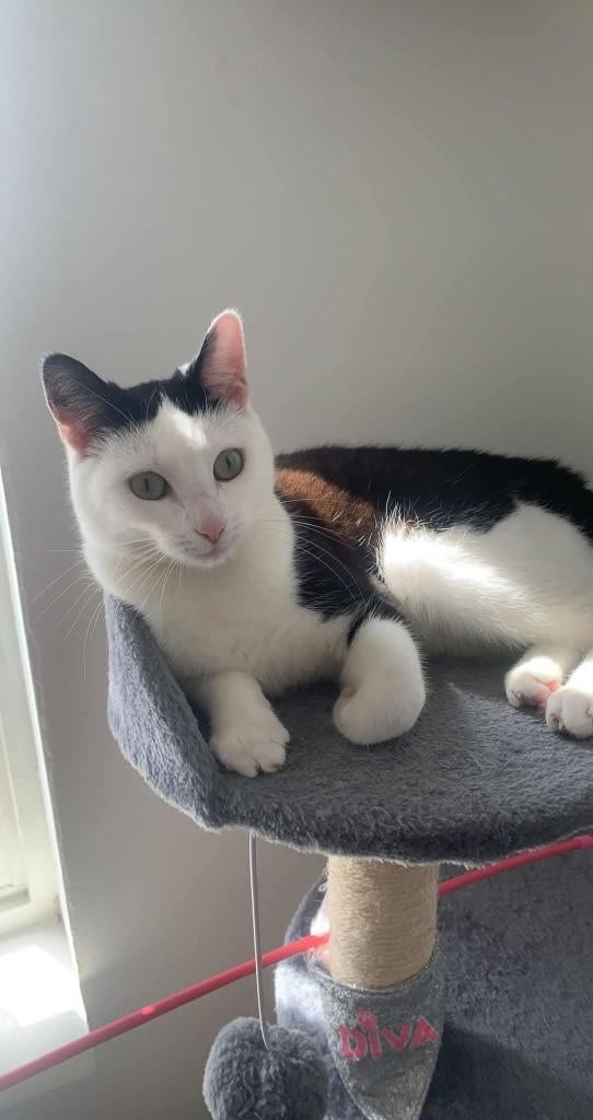 Kat (poes), Poes, Gechipt, 3 tot 5 jaar