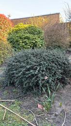 Mag weg voor €25 na 24 maart is die weg., Tuin en Terras, Ophalen, Overige soorten, 100 tot 250 cm