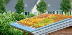 Gezocht: 2 a 3 m2 sedum / groen dak, Ophalen of Verzenden, Overige soorten, Halfschaduw