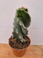 Cereus Jamacaru spiralis p10, Ophalen of Verzenden, Halfschaduw, Minder dan 100 cm