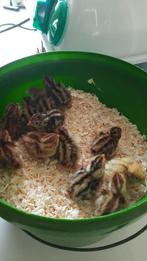 Japanse kwartel wildkleur Kuikentjes, Dieren en Toebehoren, Pluimvee, Geslacht onbekend, Overige soorten