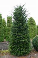 Taxus Baccata (taxus voor haag) in div. maten, Ophalen, Bloeit niet, Overige soorten, Halfschaduw