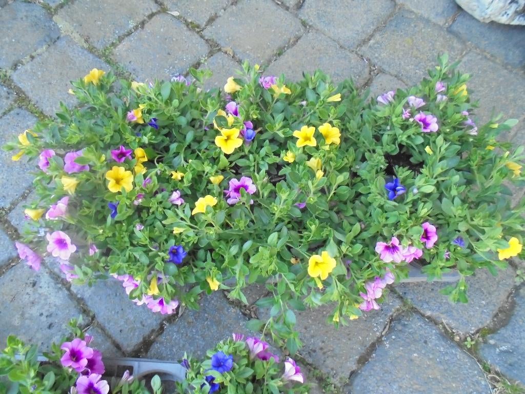 perkplanten, Tuin en Terras, Overige soorten, Volle zon, Eenjarig, Ophalen of Verzenden