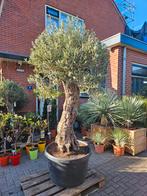 Grote dikke (100cm+ stam) olijfbomen, Volle zon, Ophalen of Verzenden, 100 tot 250 cm, Olijfboom