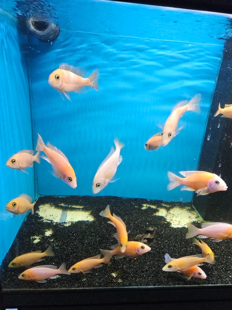 Aulonocara pink red