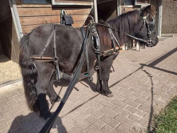 Shetlander mentuig en Sulky, Dieren en Toebehoren, Ophalen of Verzenden, Gebruikt, Overige soorten
