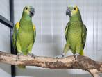 1-1 Blauwvoorhoofd amazone, Dieren en Toebehoren, Vogels | Parkieten en Papegaaien, Meerdere dieren, Papegaai, Geringd