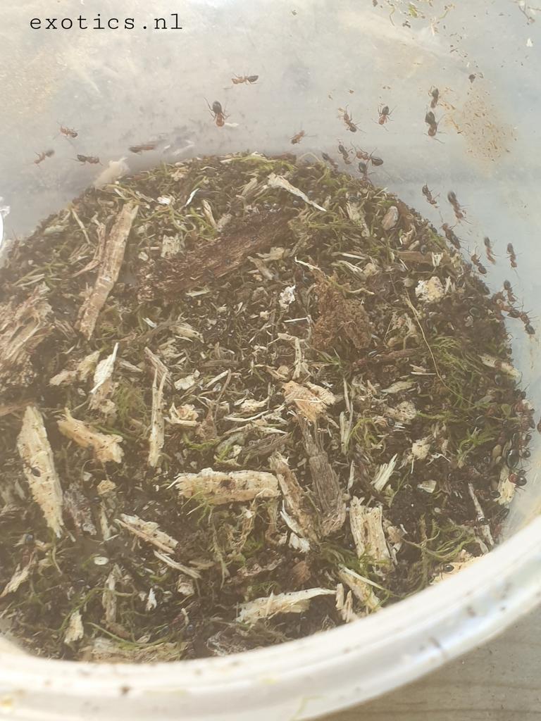 Camponotus lateralis Kolonie 300+ werksters., Dieren en Toebehoren, Mieren