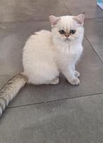 Exotic perzische kitten seal point met stamboom, Meerdere dieren, Gechipt, 0 tot 2 jaar