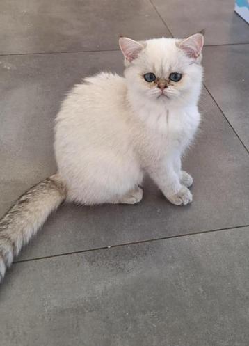 Laast Exotic perzische kitten seal point met stamboom beschikbaar voor biedingen