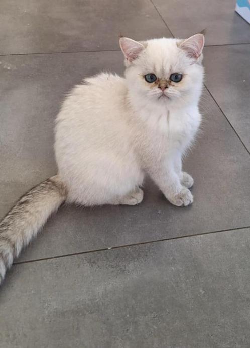 Exotic perzische kitten seal point met stamboom, Dieren en Toebehoren, Katten en Kittens | Raskatten | Korthaar, Meerdere dieren