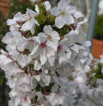 Prunus mikinori+brillant-sierkers-eetbare vruchten-KOOPJES!! beschikbaar voor biedingen
