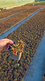 Potentilla Nuuk - vaste plant 9cm pot - winterhard, Bodembedekkers, Vaste plant, Ophalen of Verzenden, Halfschaduw