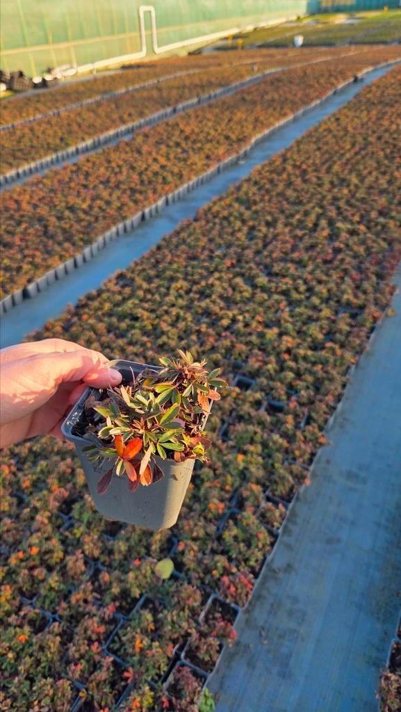 Potentilla Nuuk - vaste plant 9cm pot - winterhard, Tuin en Terras, Planten | Tuinplanten, Vaste plant, Bodembedekkers, Halfschaduw