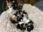 1 leuke kitten nog over foto 4, Dieren en Toebehoren, Geslacht onbekend, Ontwormd, 0 tot 2 jaar