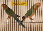 Stanley rosella's, Dieren en Toebehoren, Vogels | Parkieten en Papegaaien, Meerdere dieren, Parkiet, Geringd
